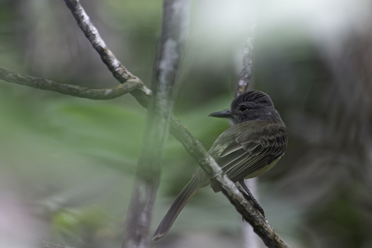 Panama Flycatcher - George Roussey