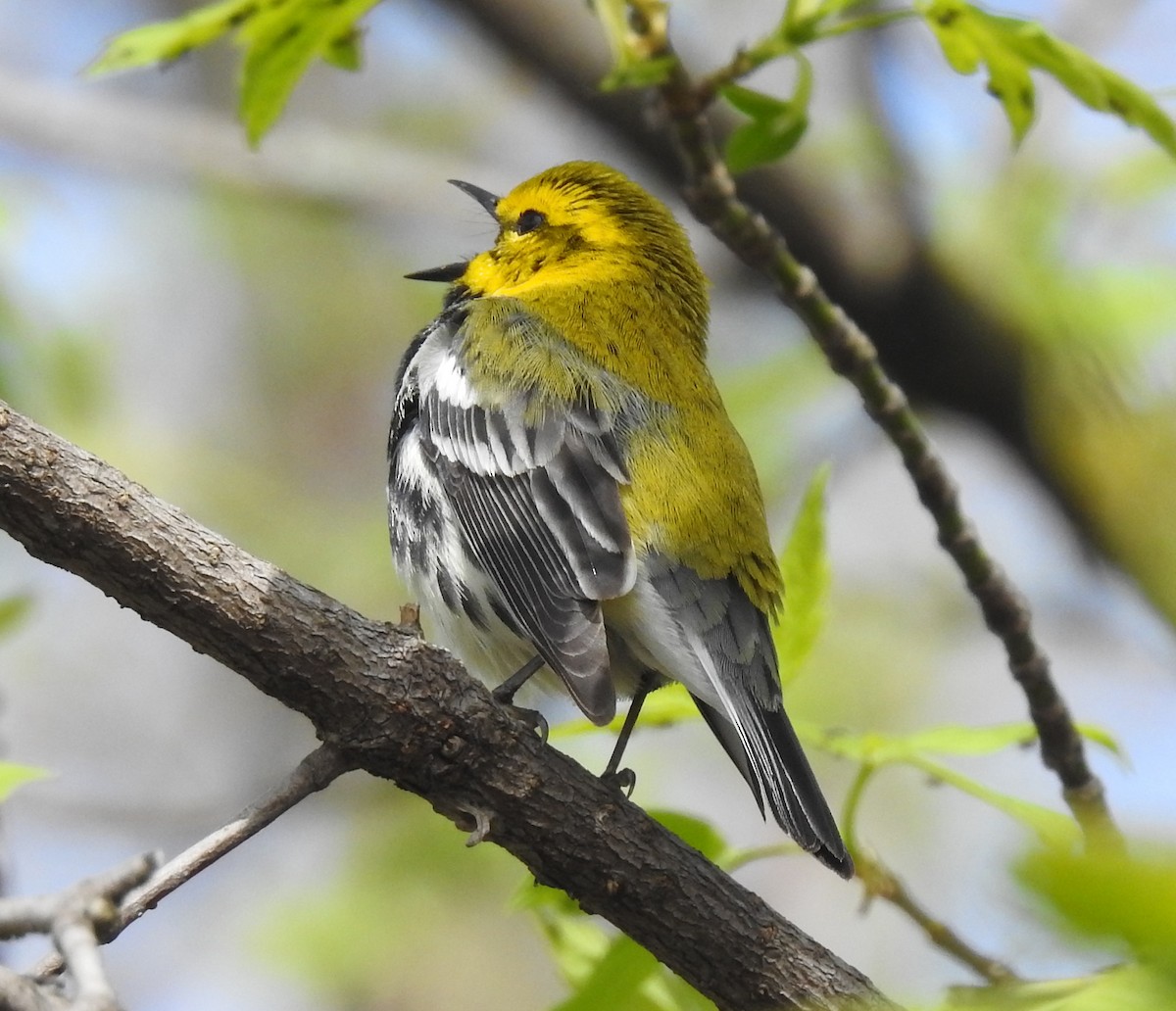 Black-throated Green Warbler - Theresa Dobko