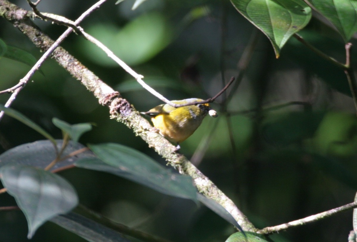 Orange-bellied Euphonia - Clyde Blum