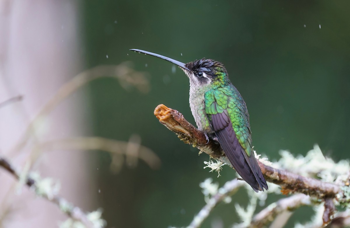 Talamanca Hummingbird - Channa Jayasinghe