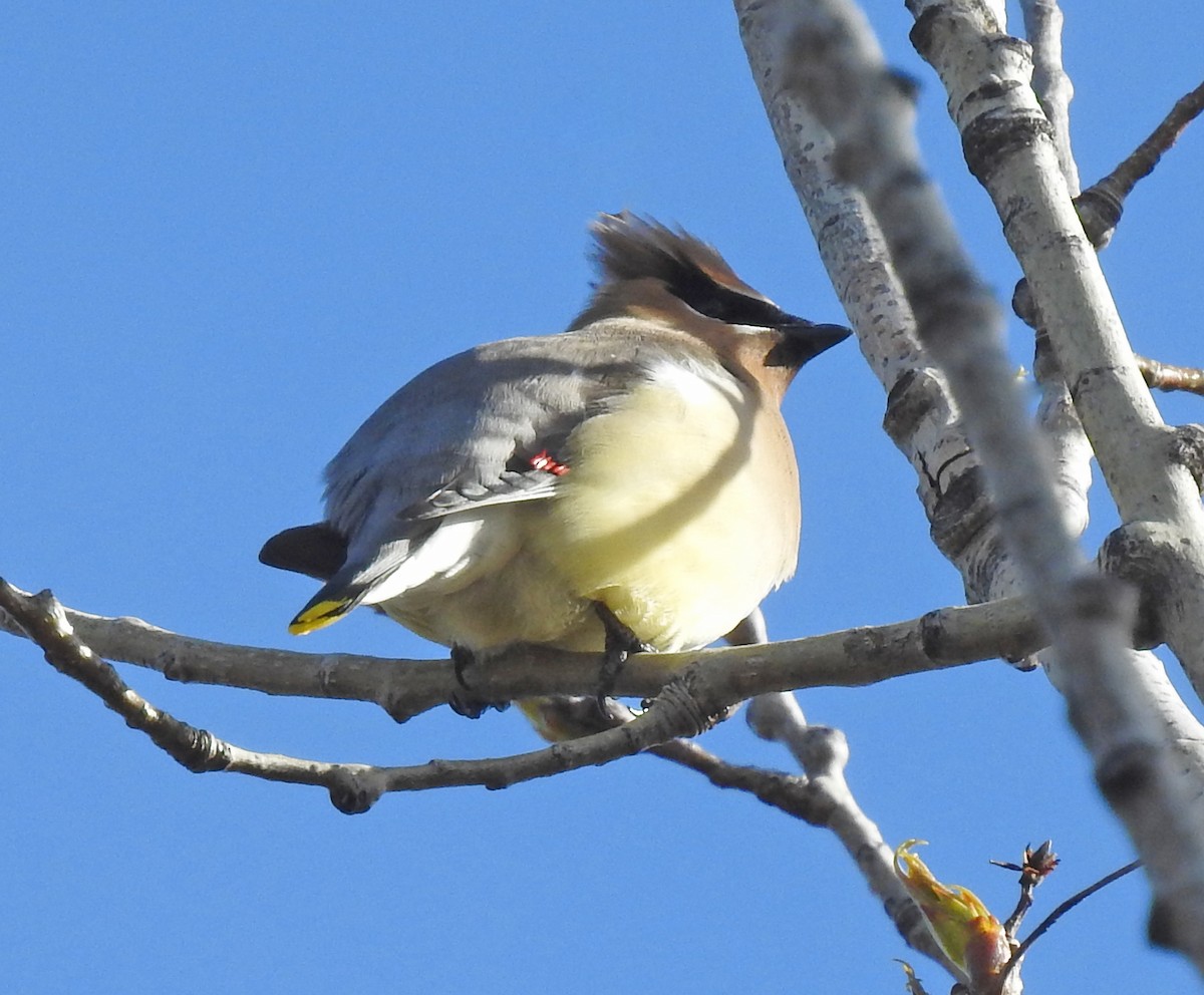 Cedar Waxwing - Theresa Dobko