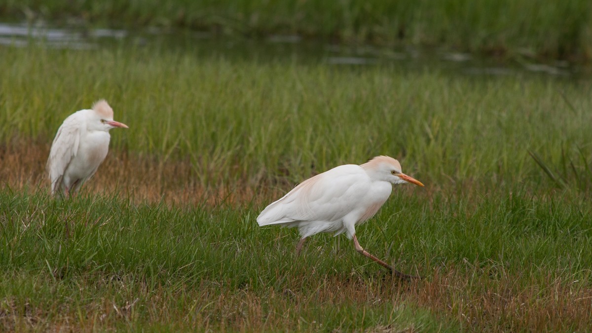 Western Cattle-Egret - ML618587419