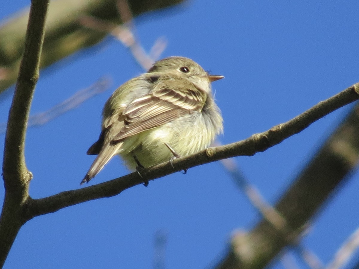 Mosquero Mínimo - ML618587420