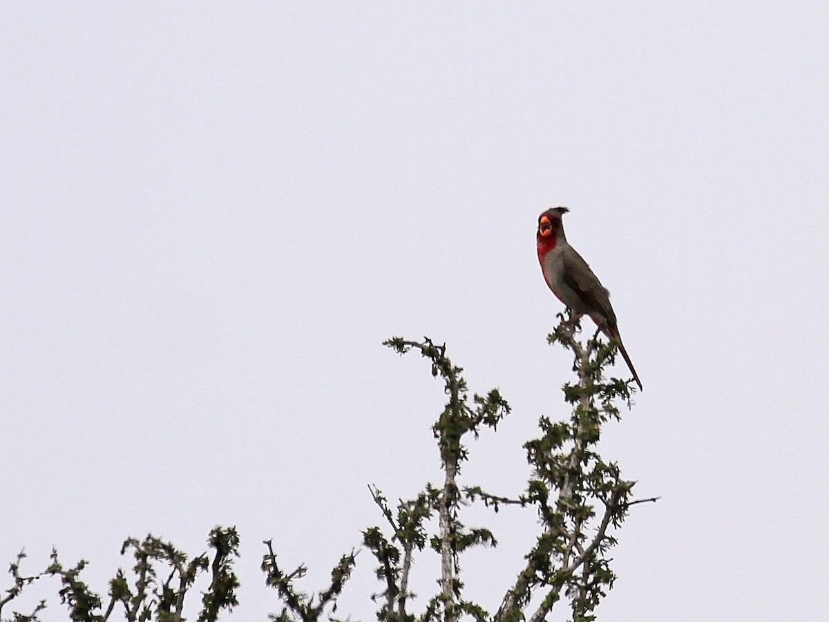 Cardinal pyrrhuloxia - ML618587429