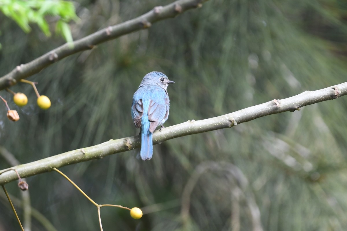 Verditer Flycatcher - ML618587434