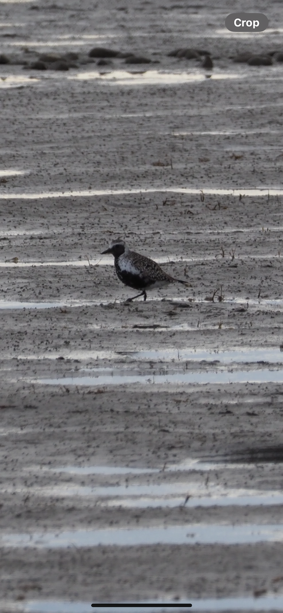 Black-bellied Plover - ML618587442