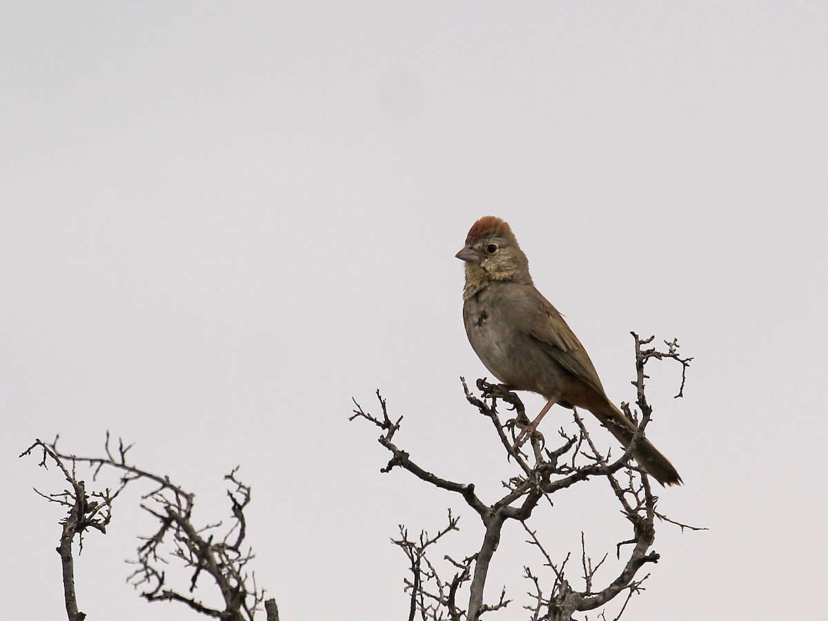 Canyon Towhee - ML618587444