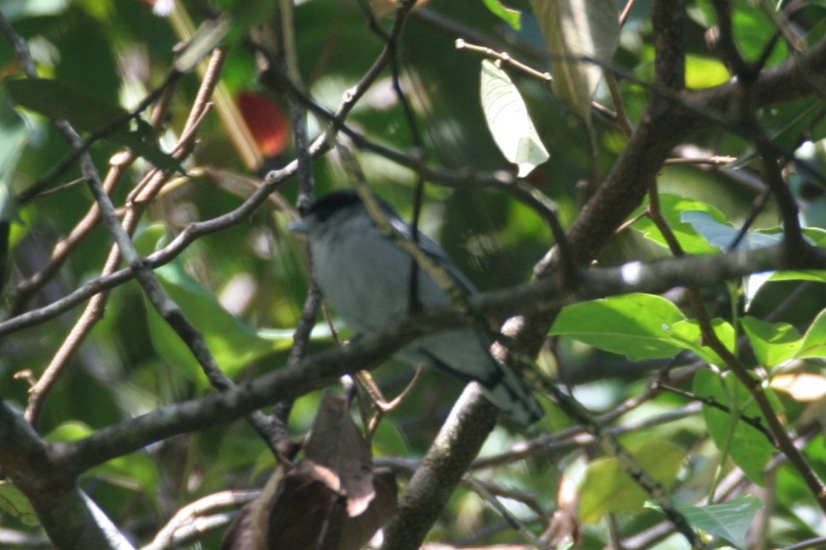 Black-capped Becard - Clyde Blum