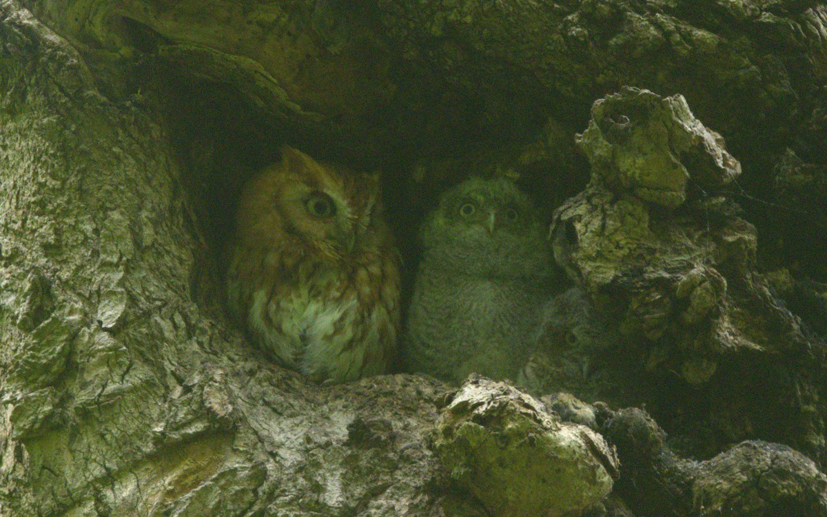 Eastern Screech-Owl - ML618587491