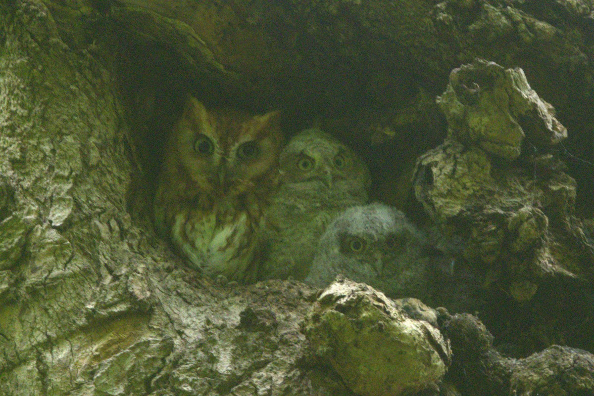 Eastern Screech-Owl - ML618587492