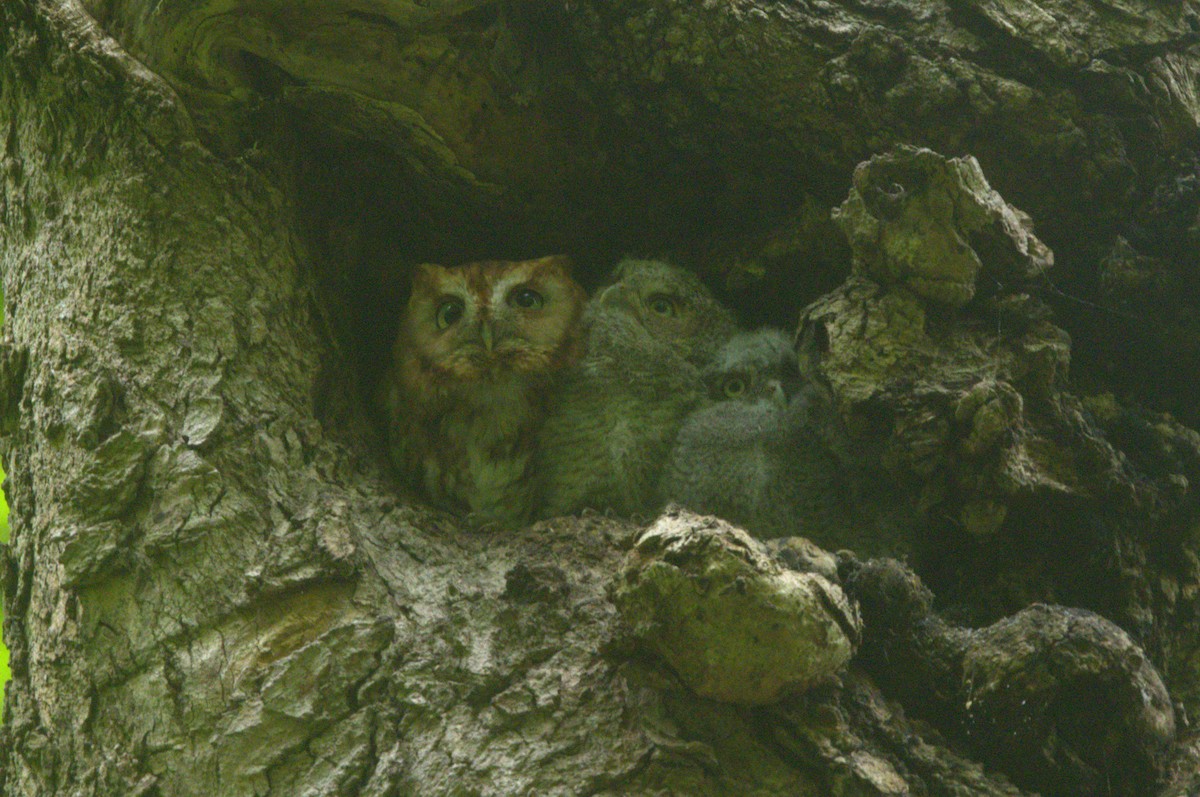 Eastern Screech-Owl - ML618587493