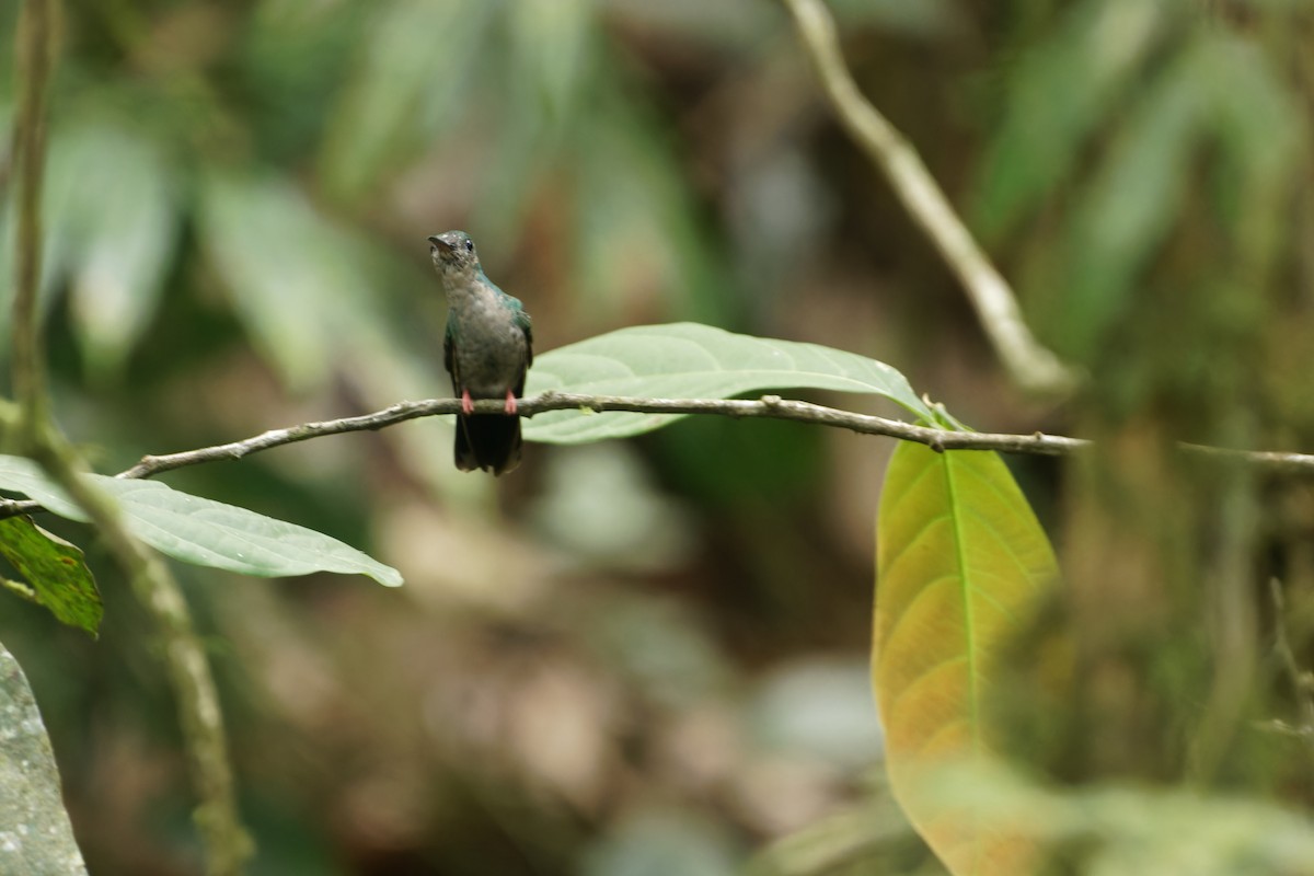 Bronze-tailed Plumeleteer - Alexis Vargas