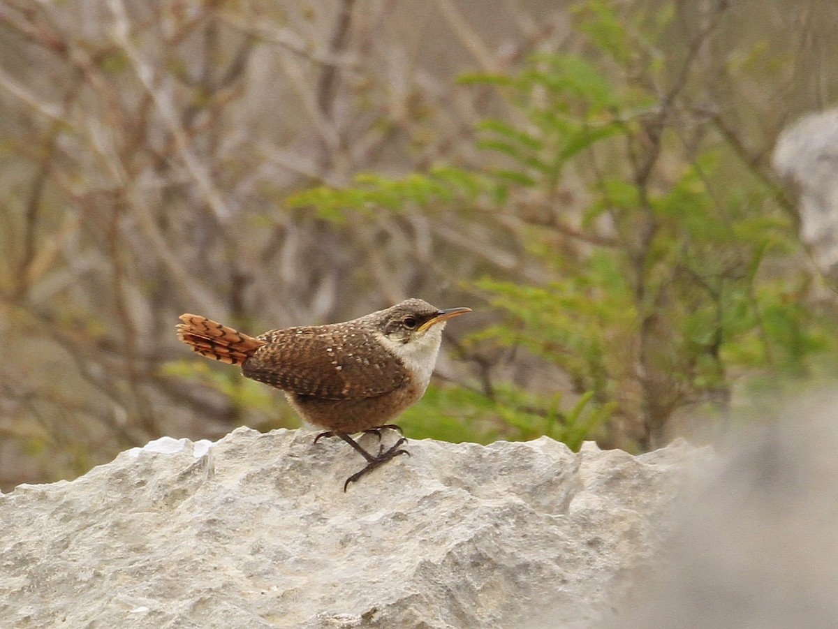 Canyon Wren - ML618587501