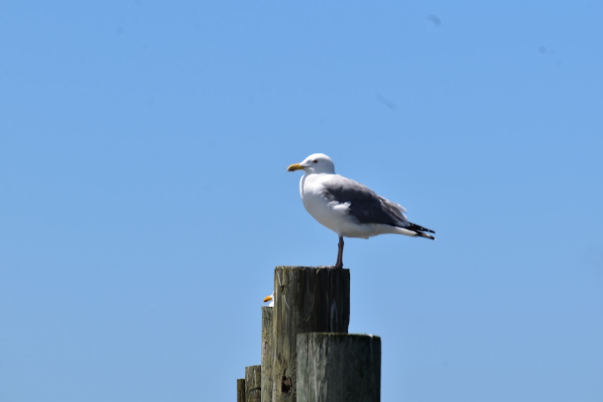 American Herring Gull - ML618587504