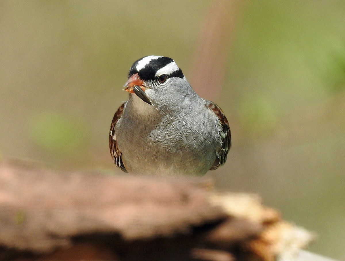 White-crowned Sparrow - Theresa Dobko