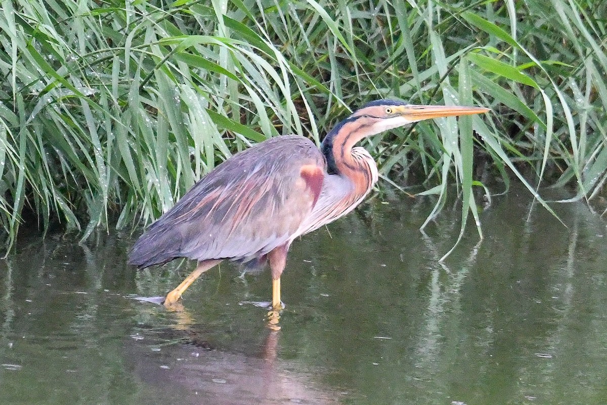 Purple Heron - ML618587512