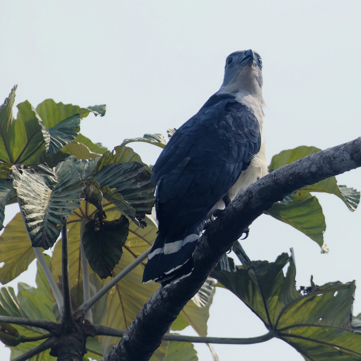 Gray-headed Kite - ML618587517