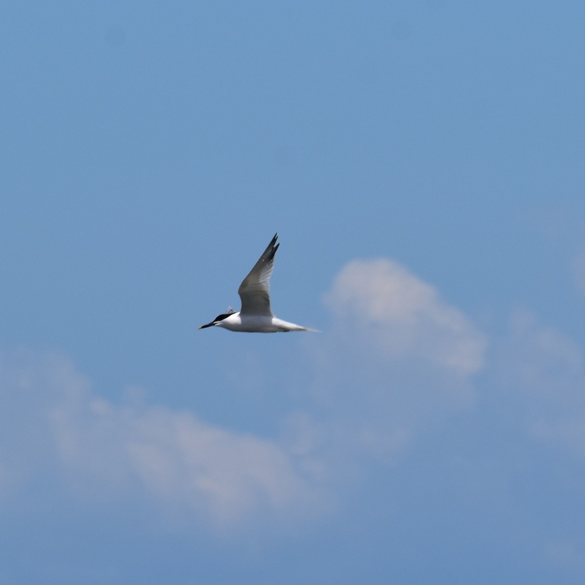 Beccapesci - ML618587527