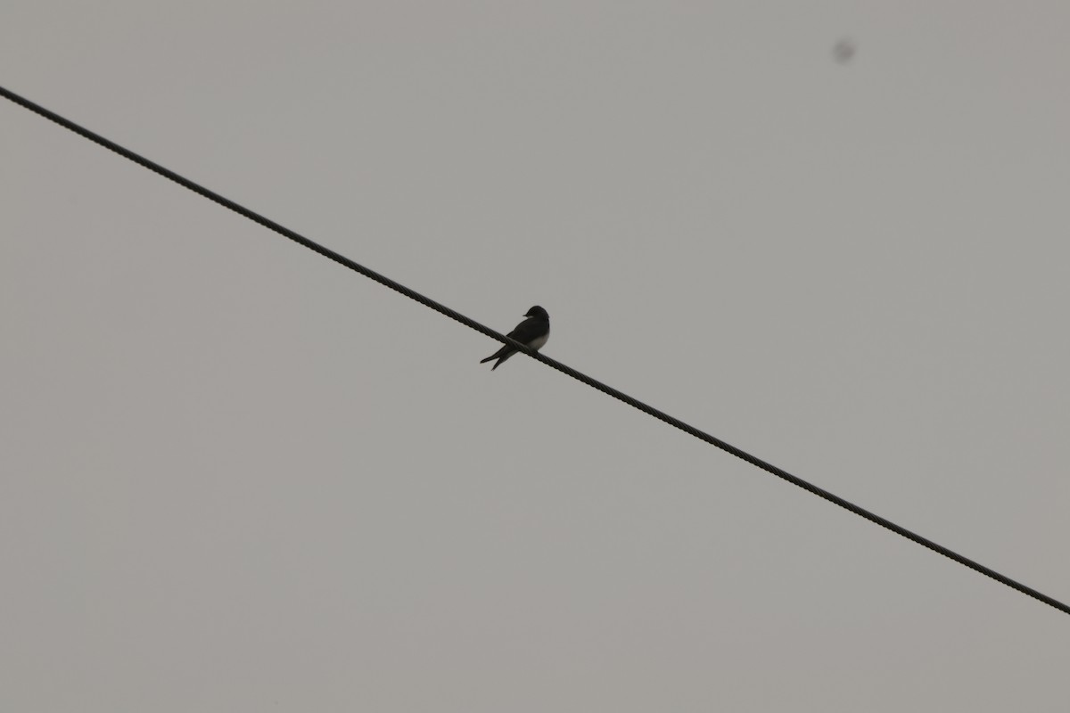 Tree Swallow - Joseph Mittura