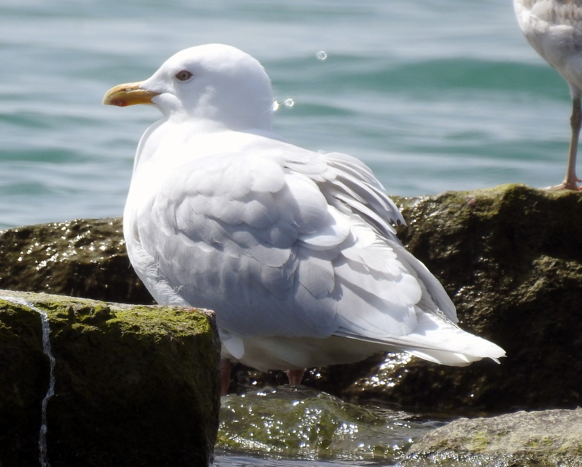 Iceland Gull - Theresa Dobko