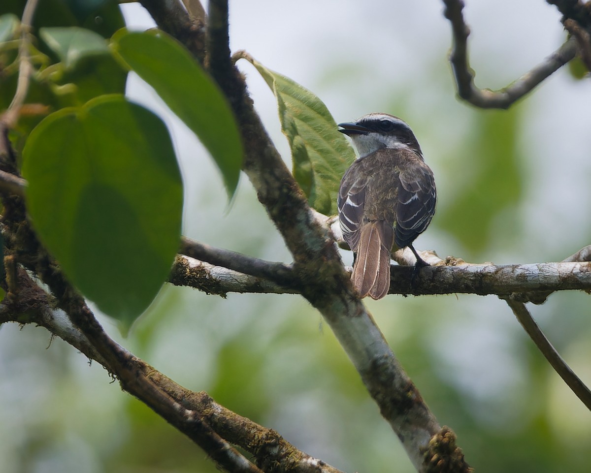 Piratic Flycatcher - ML618587582