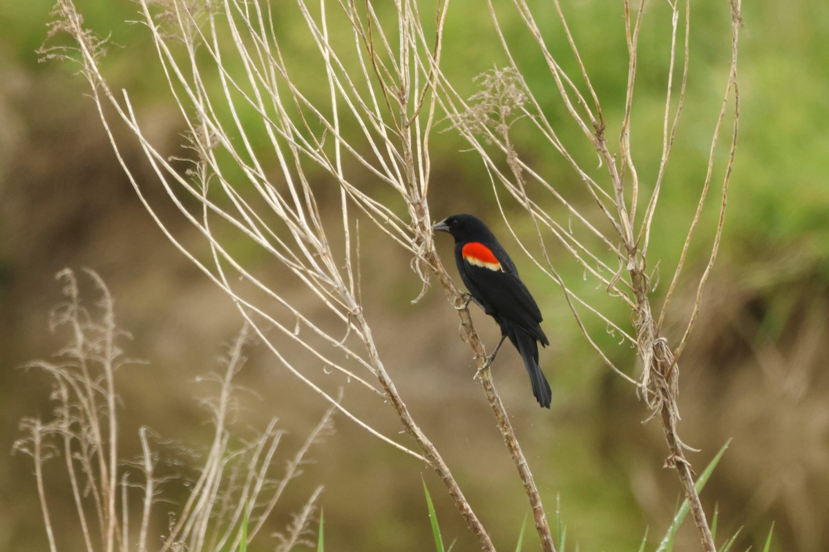 Red-winged Blackbird - Joseph Mittura