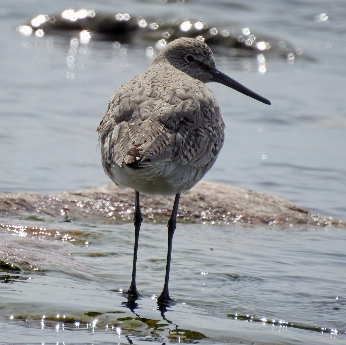 Willet - Theresa Dobko