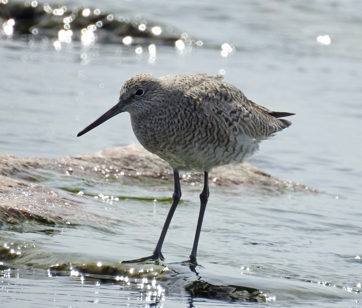 Willet - ML618587611