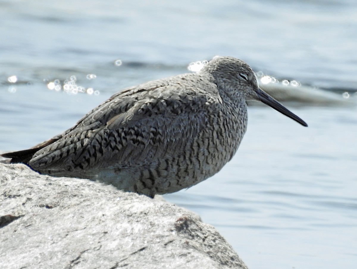 Willet - Theresa Dobko