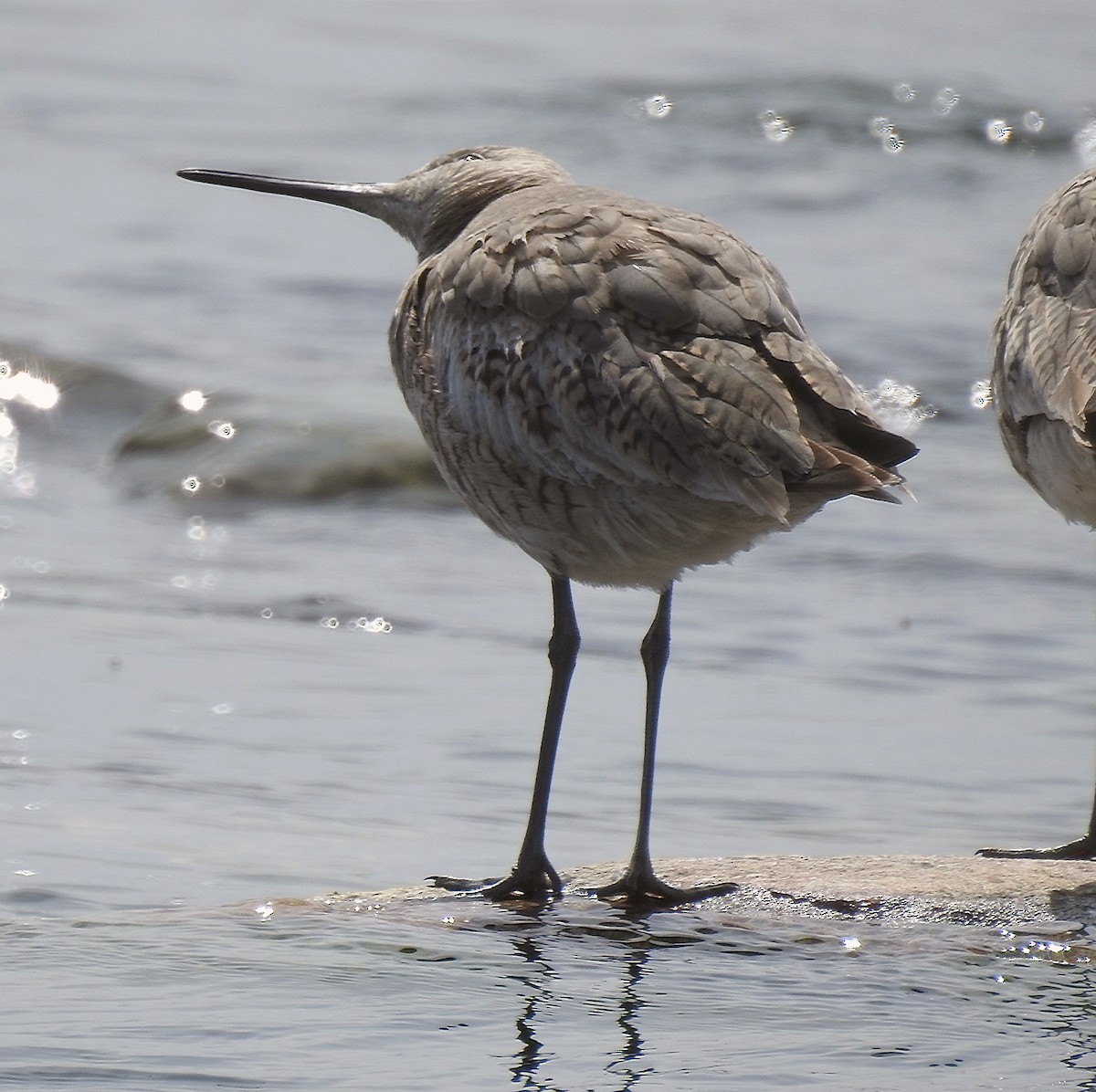 Willet - Theresa Dobko