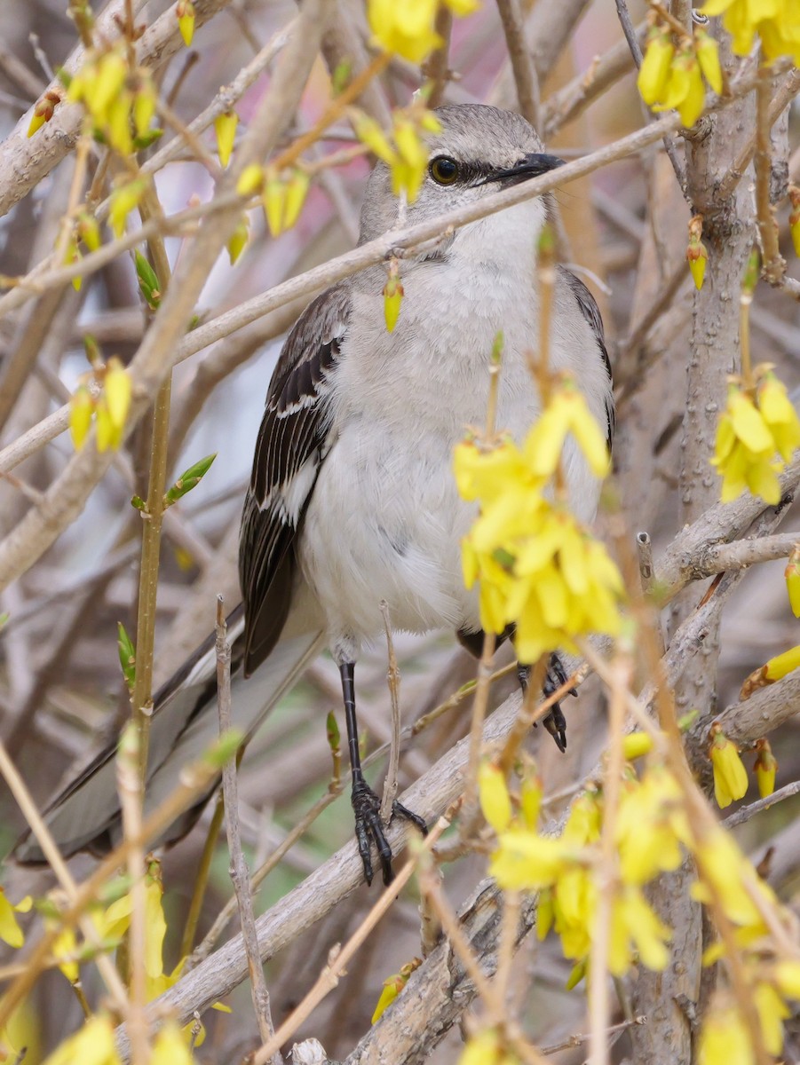 Northern Mockingbird - Michael Werner