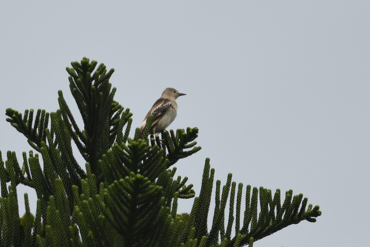 Daurian Starling - ML618587704