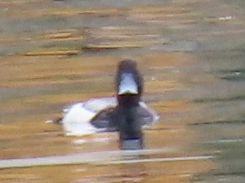 Greater Scaup - ML618587751