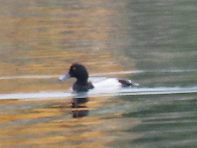 Greater Scaup - ML618587752