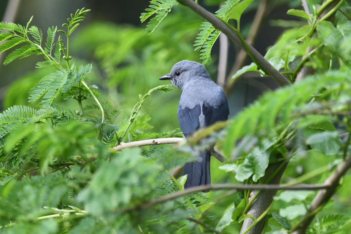 Black-winged Cuckooshrike - ML618587774