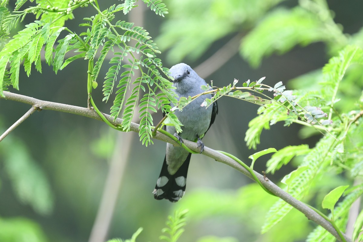 Black-winged Cuckooshrike - joseph leong