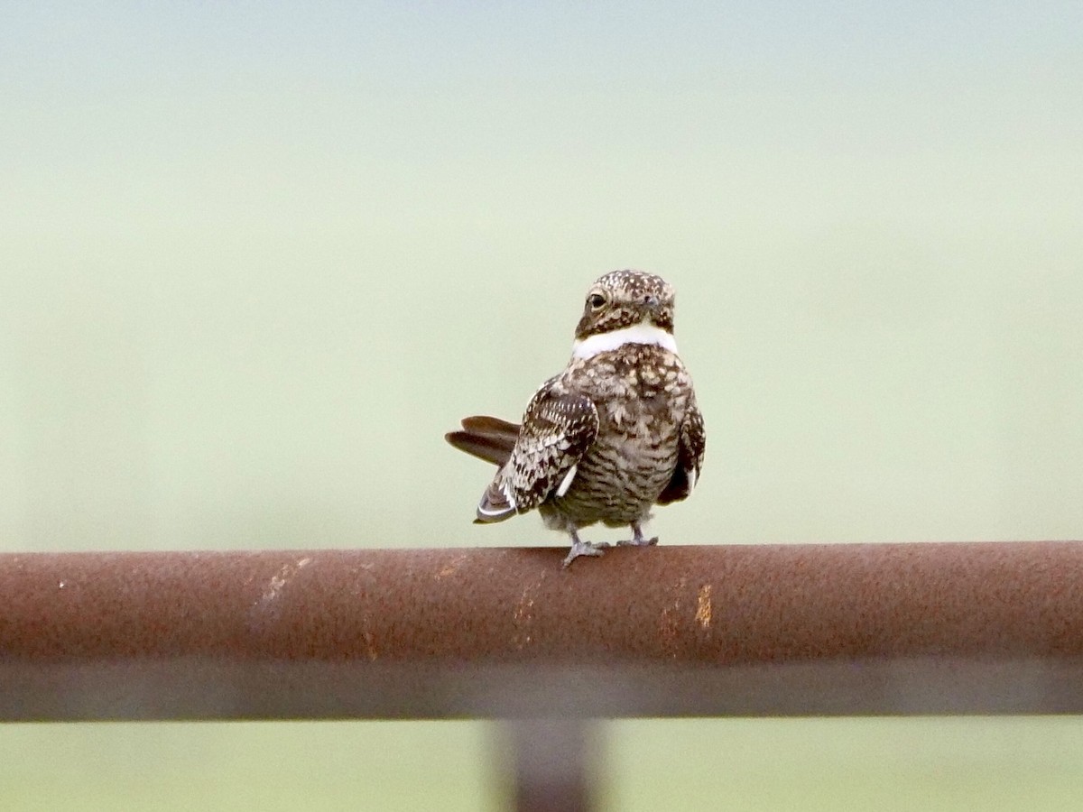 Common Nighthawk - Martin Byhower