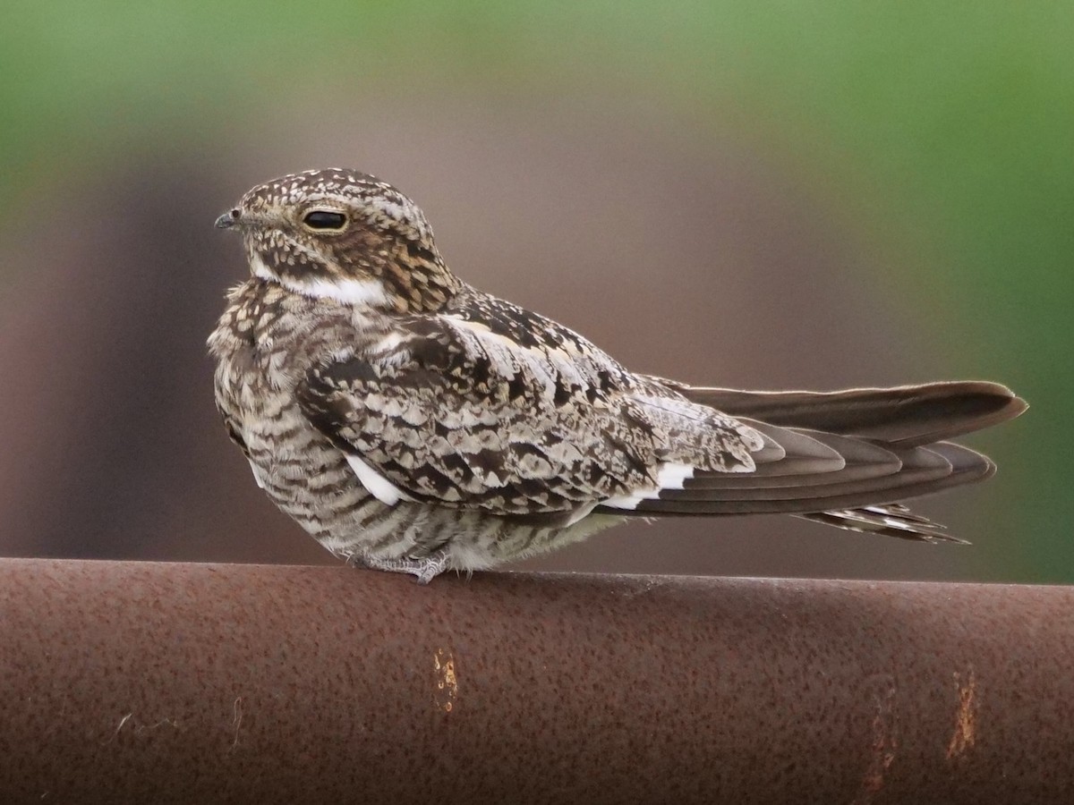 Common Nighthawk - Martin Byhower