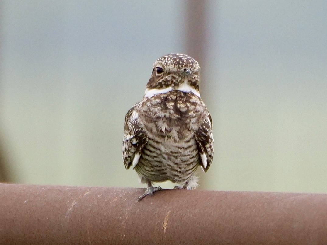 Common Nighthawk - Martin Byhower