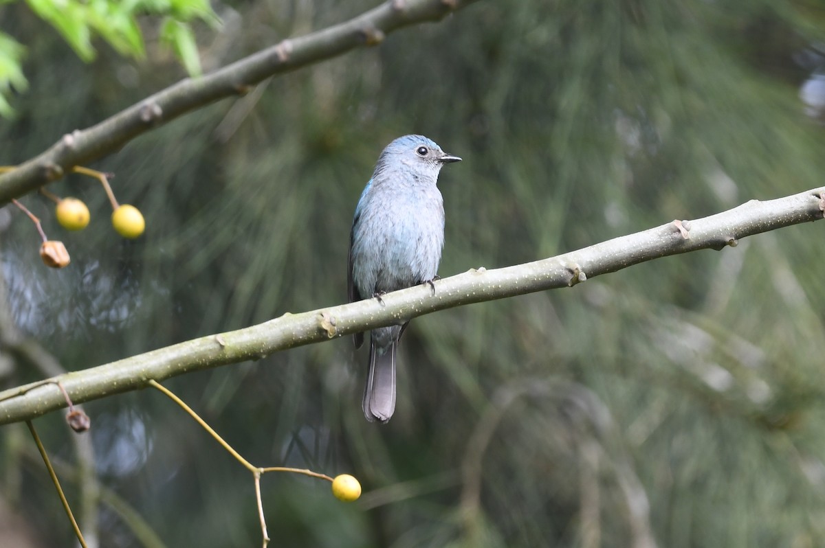 Verditer Flycatcher - ML618587837