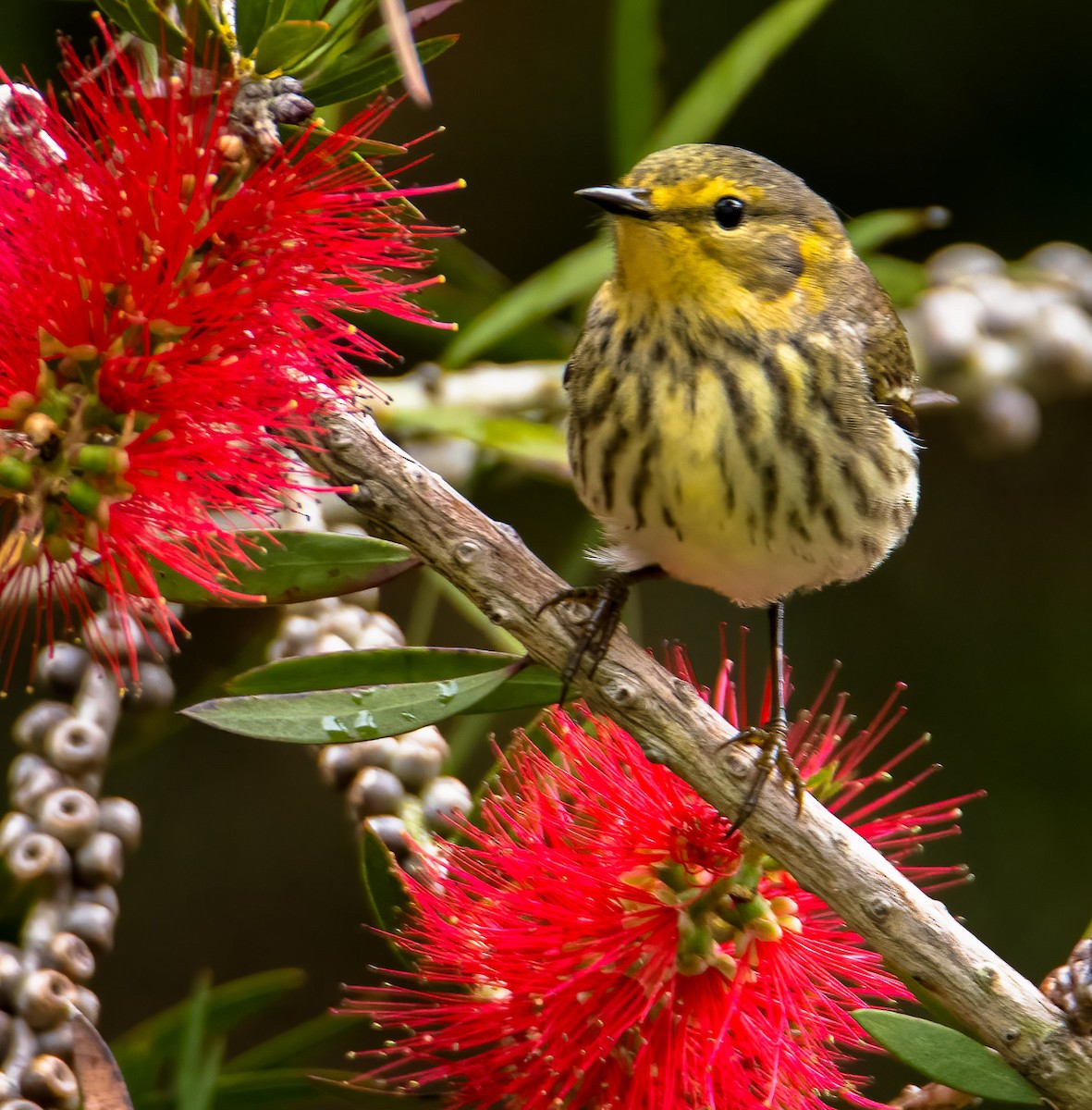 Cape May Warbler - ML618587850