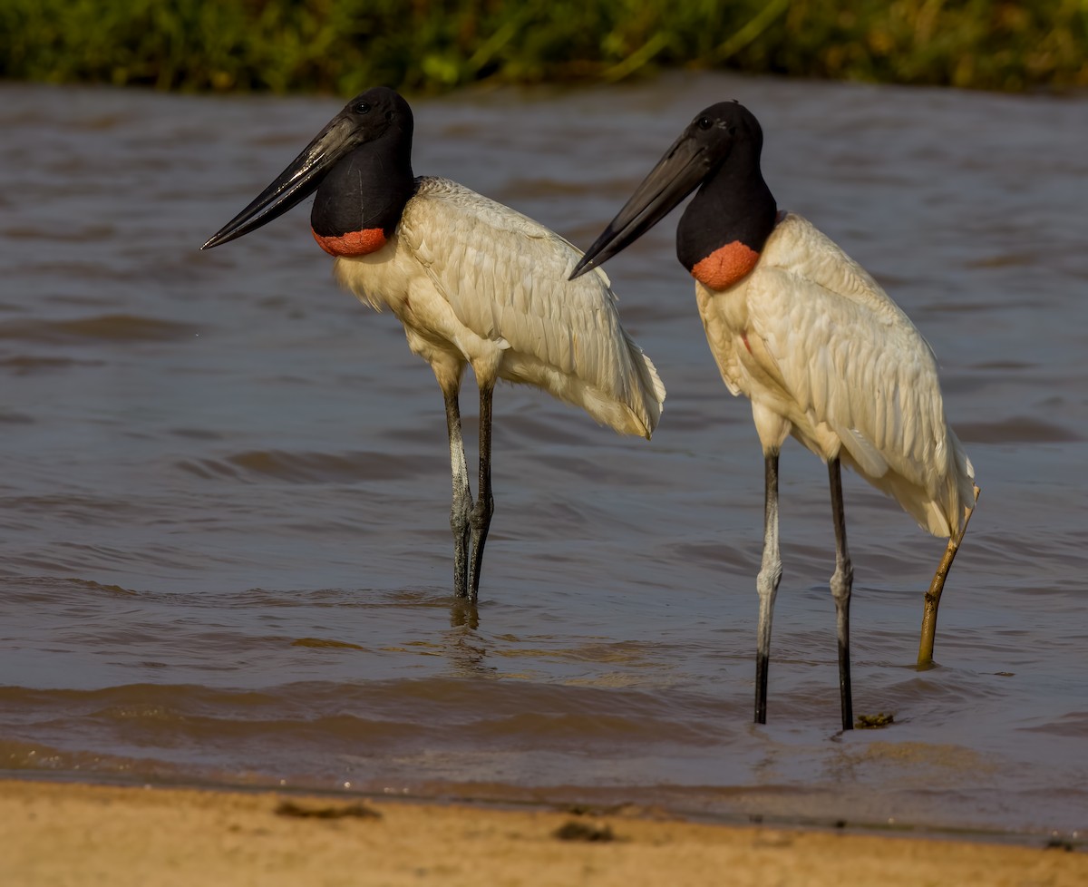 Jabiru d'Amérique - ML618587876