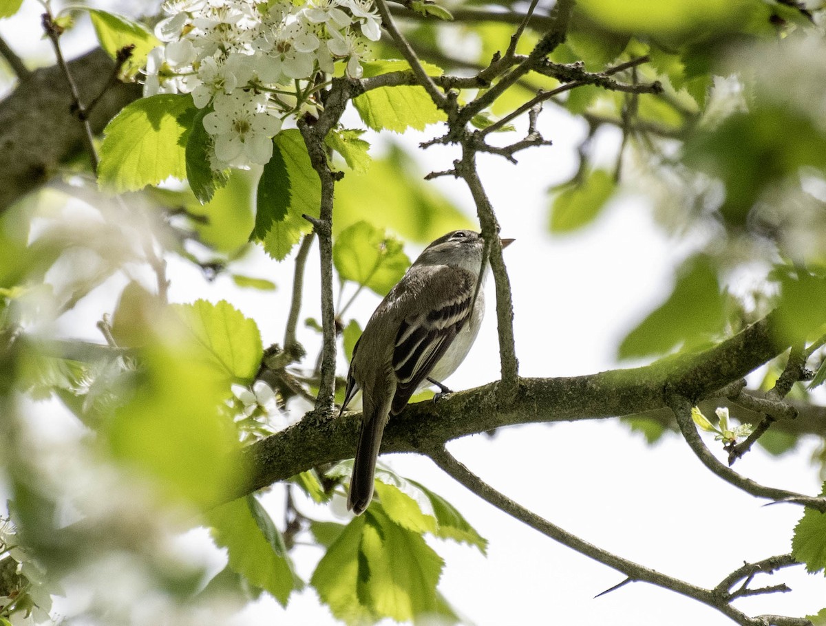 Least Flycatcher - ML618587880