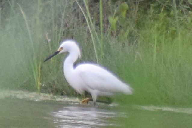 Snowy Egret - ML618587896