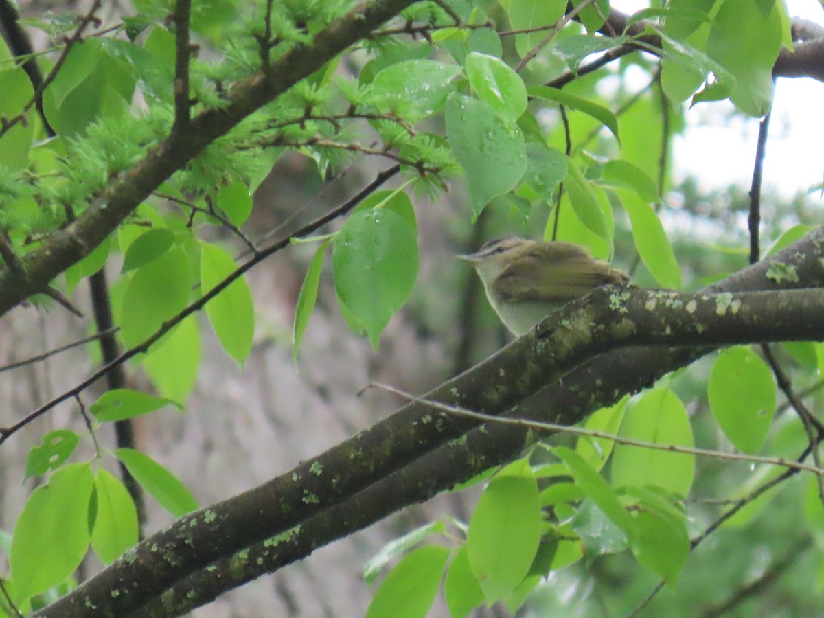 Red-eyed Vireo - ML618587903