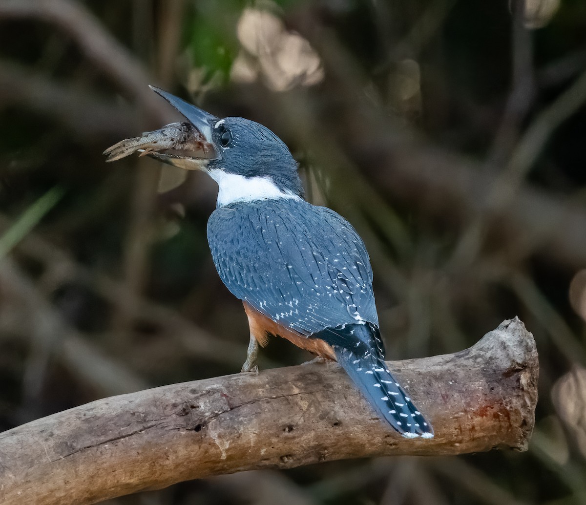 Ringed Kingfisher - ML618587917