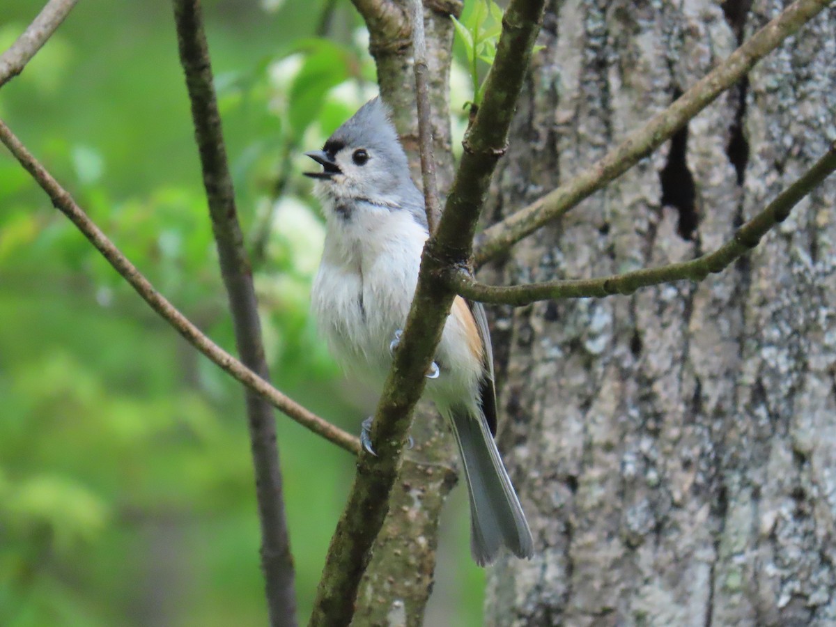 Tufted Titmouse - ML618587927