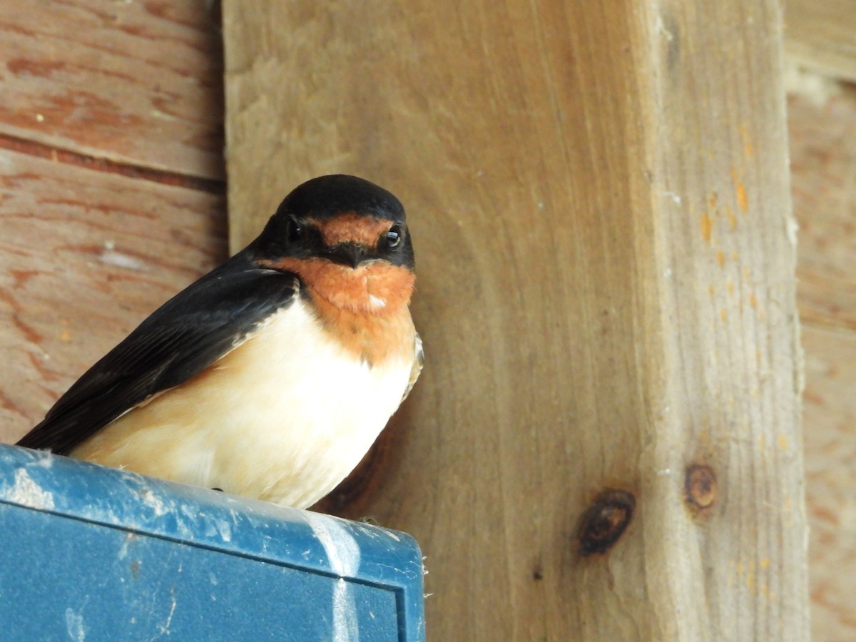 Barn Swallow - Michael Sveen