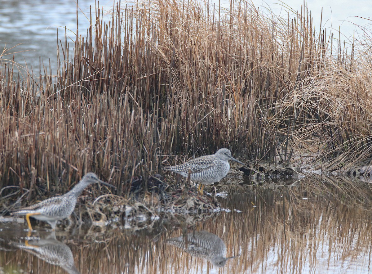 Greater Yellowlegs - ML618587967