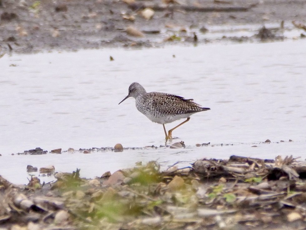 Lesser Yellowlegs - Martin Byhower